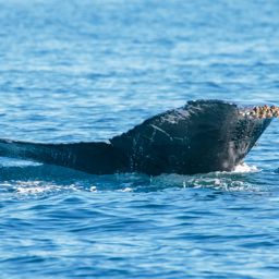 Fluke of CRC-17961