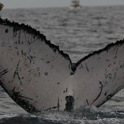 Fluke of CRC-18099