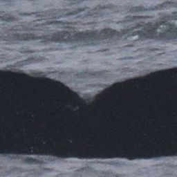 Fluke of CRC-18085