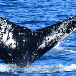 Fluke of CRC-18415
