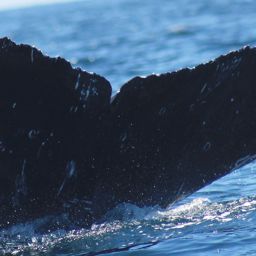 Fluke of CRC-17646
