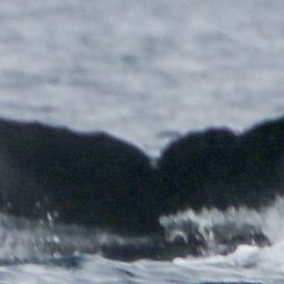 Fluke of Borahae
