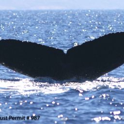 Fluke of HI06-0181