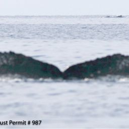 Fluke of BCX0278