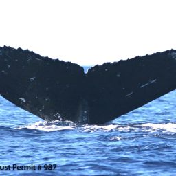 Fluke of Half-stripe