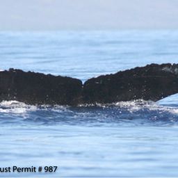 Fluke of BCX0928