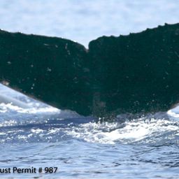 Fluke of HI07-0283