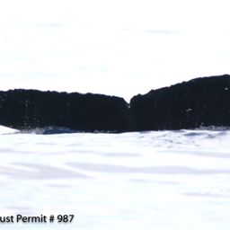 Fluke of HI06-0199