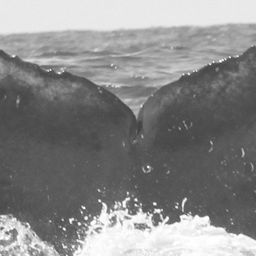 Fluke of CRC-15230