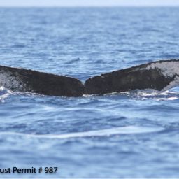 Fluke of HI07-0149