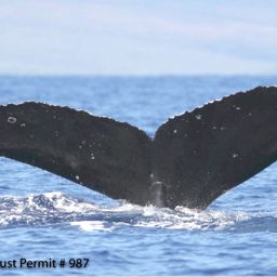 Fluke of HI07-0142