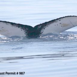 Fluke of HI07-0264