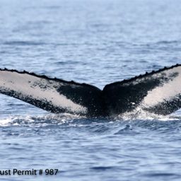 Fluke of HI06-0132