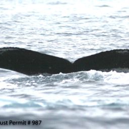 Fluke of HI06-0250