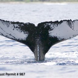 Fluke of HI07-0256