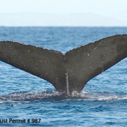 Fluke of HI07-0096