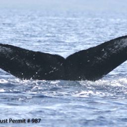 Fluke of HI06-0162