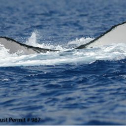 Fluke of HI07-0093