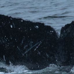 Fluke of Puukani