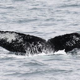 Fluke of CRC-10040