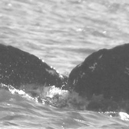 Fluke of CRC-10221