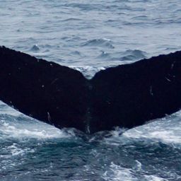 Fluke of CRC-15886