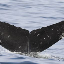 Fluke of CRC-20423