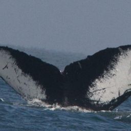 Fluke of CRC-11115