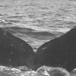 Fluke of CRC-12244