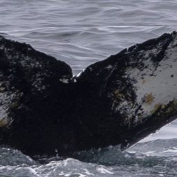 Fluke of 42303