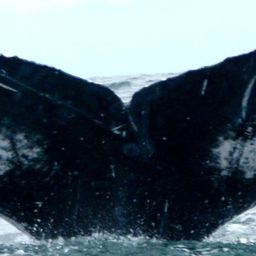 Fluke of ESPHW-BGT#0309