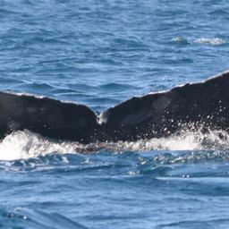 Fluke of CRC-10022