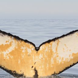 Fluke of HW-MN1300322