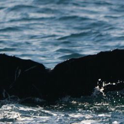 Fluke of CRC-16444