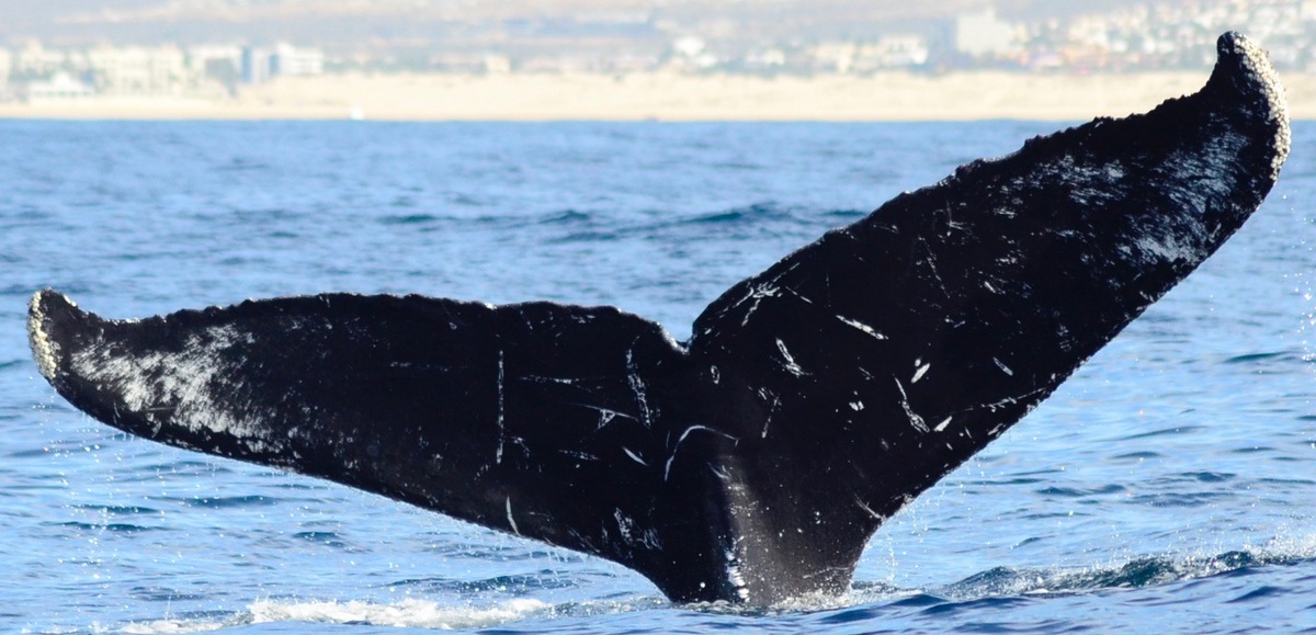 Fluke of CRC-12489
