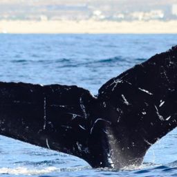 Fluke of CRC-12489