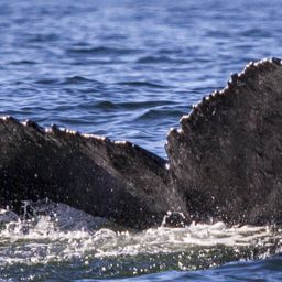 Fluke of CRC-10690