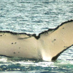 Fluke of HIVINAU