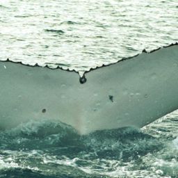 Fluke of SPWRC-TGVA9613