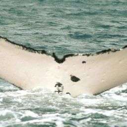 Fluke of SPWRC-TGVA9705