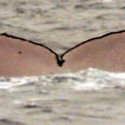 Fluke of SPWRC-TGVA9833