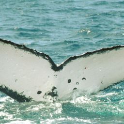 Fluke of SPWRC-TGVA9612