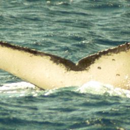 Fluke of SPWRC-TGVA9825