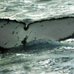 Fluke of SPWRC-TGVA9402