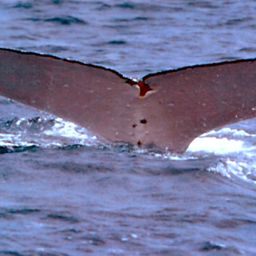 Fluke of SPWRC-TGVA9954