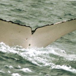 Fluke of SPWRC-TGVA9957