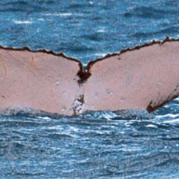Fluke of SPWRC-TGVA0143