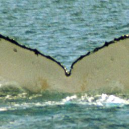 Fluke of SPWRC-TGVA9828
