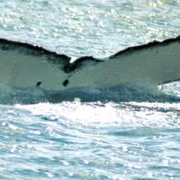 Fluke of SPWRC-TGVA9604
