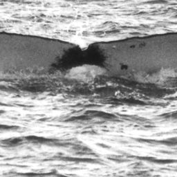Fluke of SPWRC-TGVA0074